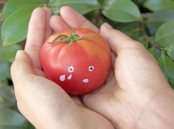 株式会社ヴァカボの野菜のおいしさを広める、農業ベンチャーでの営業インターン！土日OKの画像3